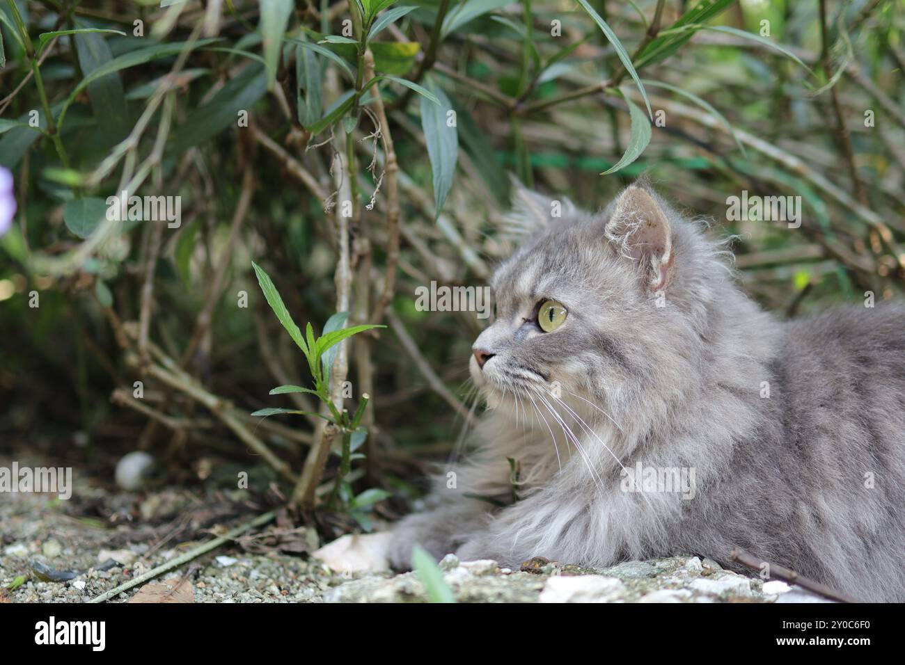 Avvisa gatto grigio in primo piano del giardino. Foto Stock