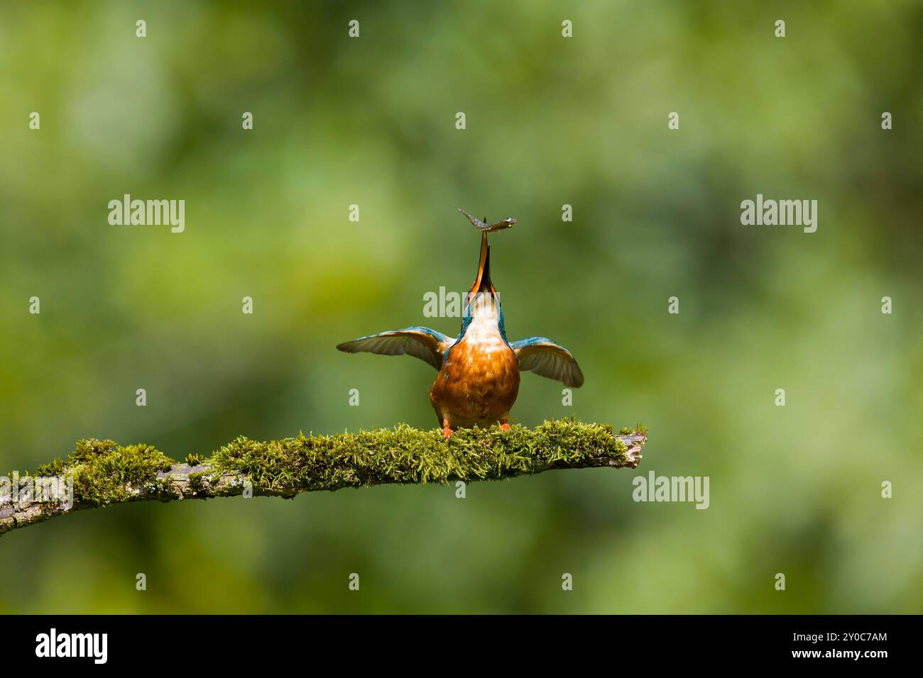 Common kingfisher Alcedo atthis, maschio adulto appollaiato su un ramo muschiato che lancia tre spinte di Gasterosteus aculeatus, preda in becco, Suffolk, E. Foto Stock