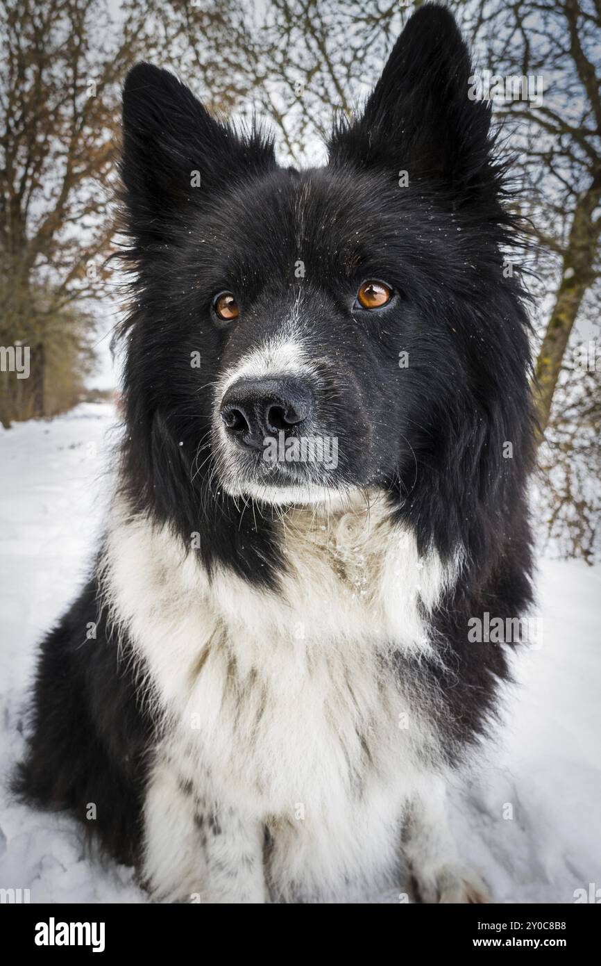 Un eurasier orgoglioso con pelliccia bianca e nera e occhi marroni brillanti Foto Stock
