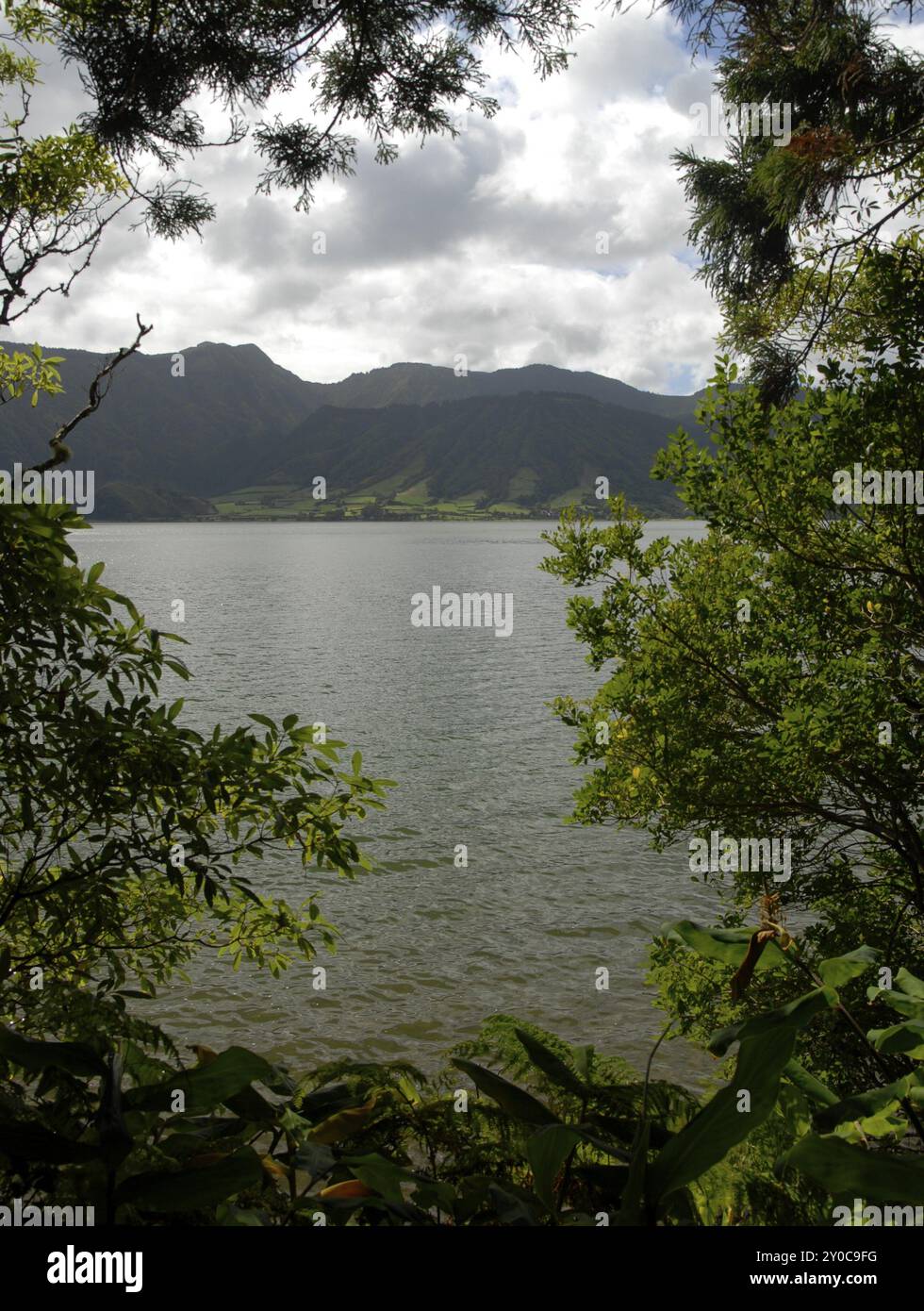 Alberi sul lato nord del lago cratere Lagoa Azul, isola Sao Miguel, Azzorre, Portogallo, Europa Foto Stock