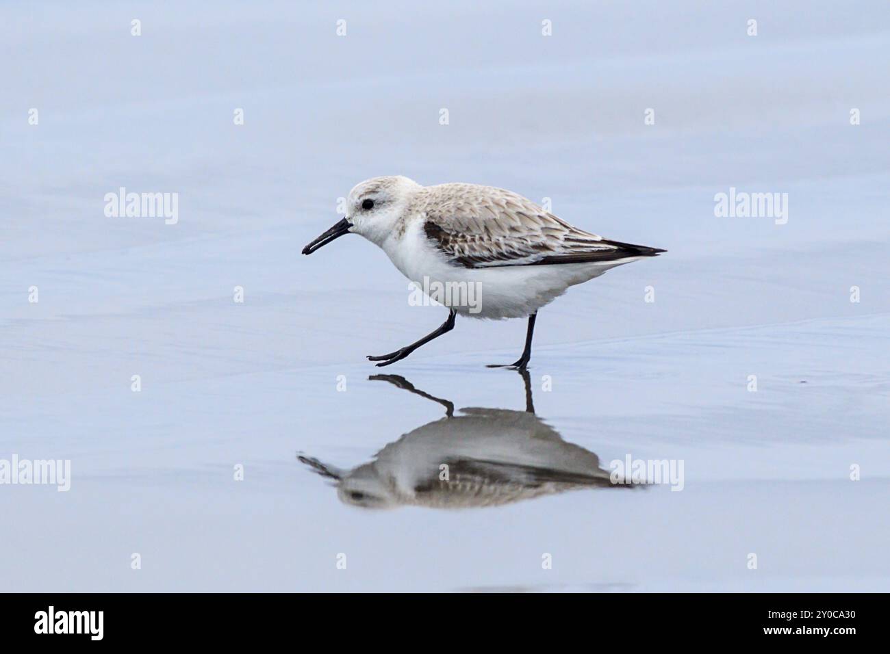 Un sanderling sulla spiaggia di del Ray, a pochi passi a nord di Seaside, Oregon Foto Stock