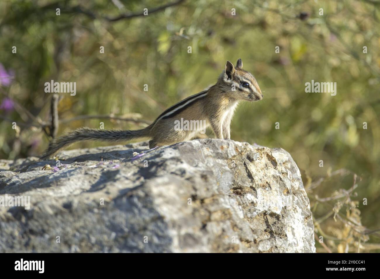 Un simpatico chipmunk sorge su una grande roccia al Farragut State Park, nell'Idaho settentrionale Foto Stock