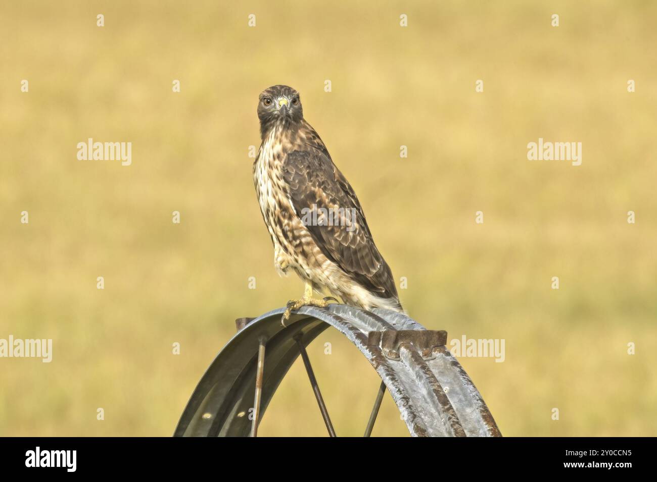 Un bellissimo falco dalle gambe ruvide è arroccato su una ruota di irrigazione in cerca del suo prossimo pasto nell'Idaho settentrionale Foto Stock