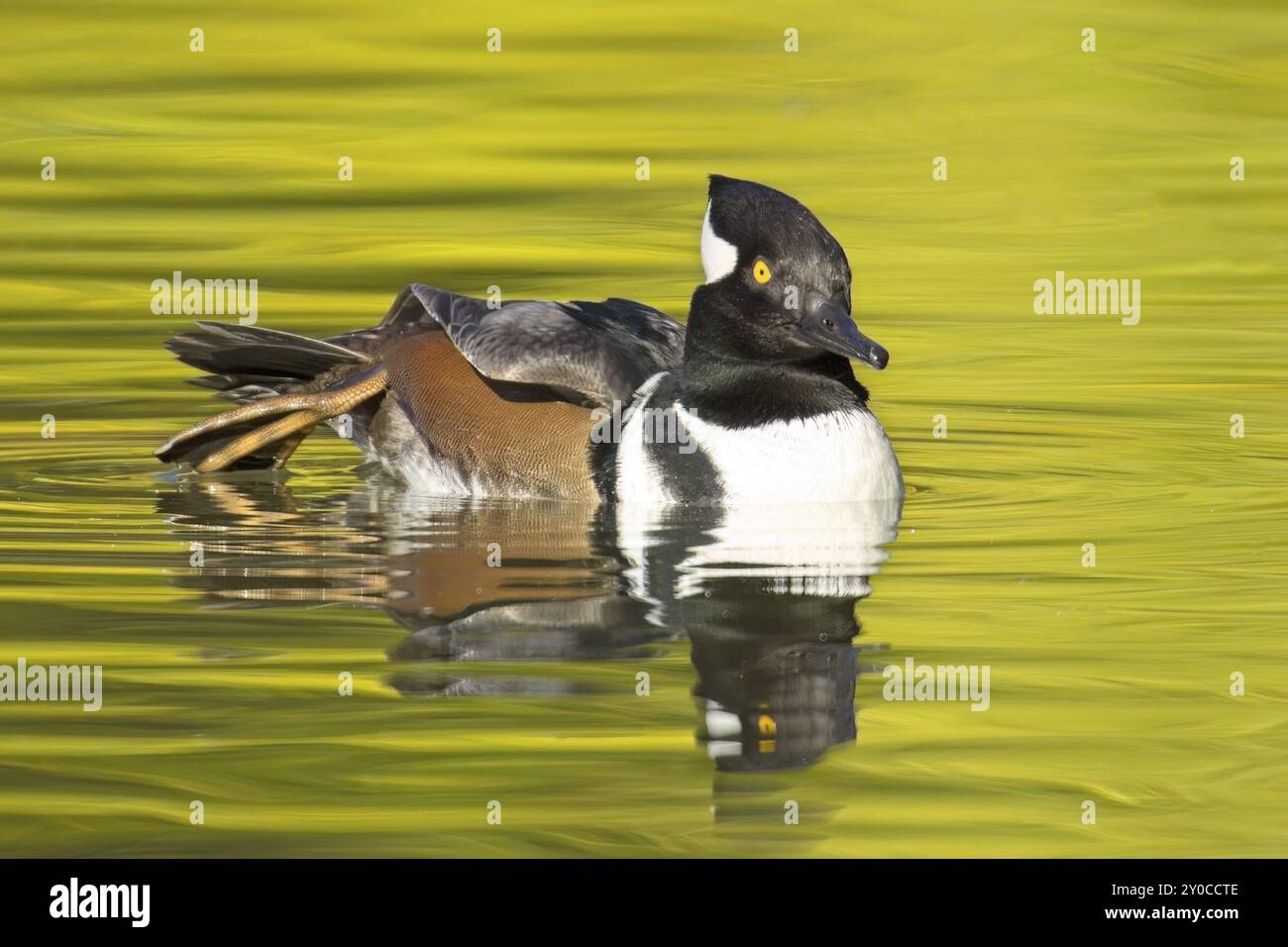 Una foto autunnale di un bellissimo merganser maschio incappucciato nuota nelle acque calme e getta il suo riflesso a Spokane, Washington Foto Stock