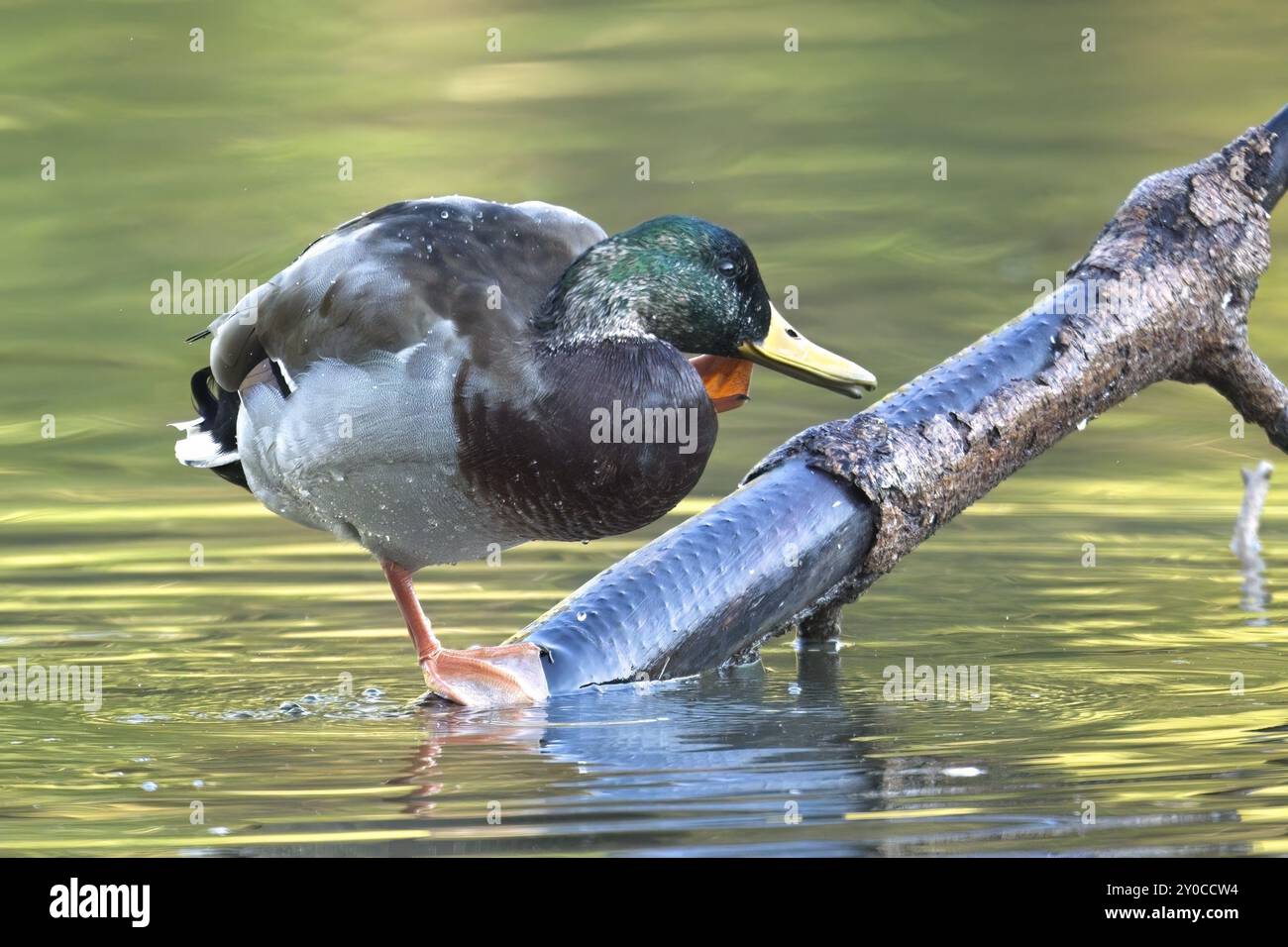 Un'anatra maschile si erge su un ramo d'albero nell'acqua di uno stagno che si gratta a Spokane, Washington Foto Stock