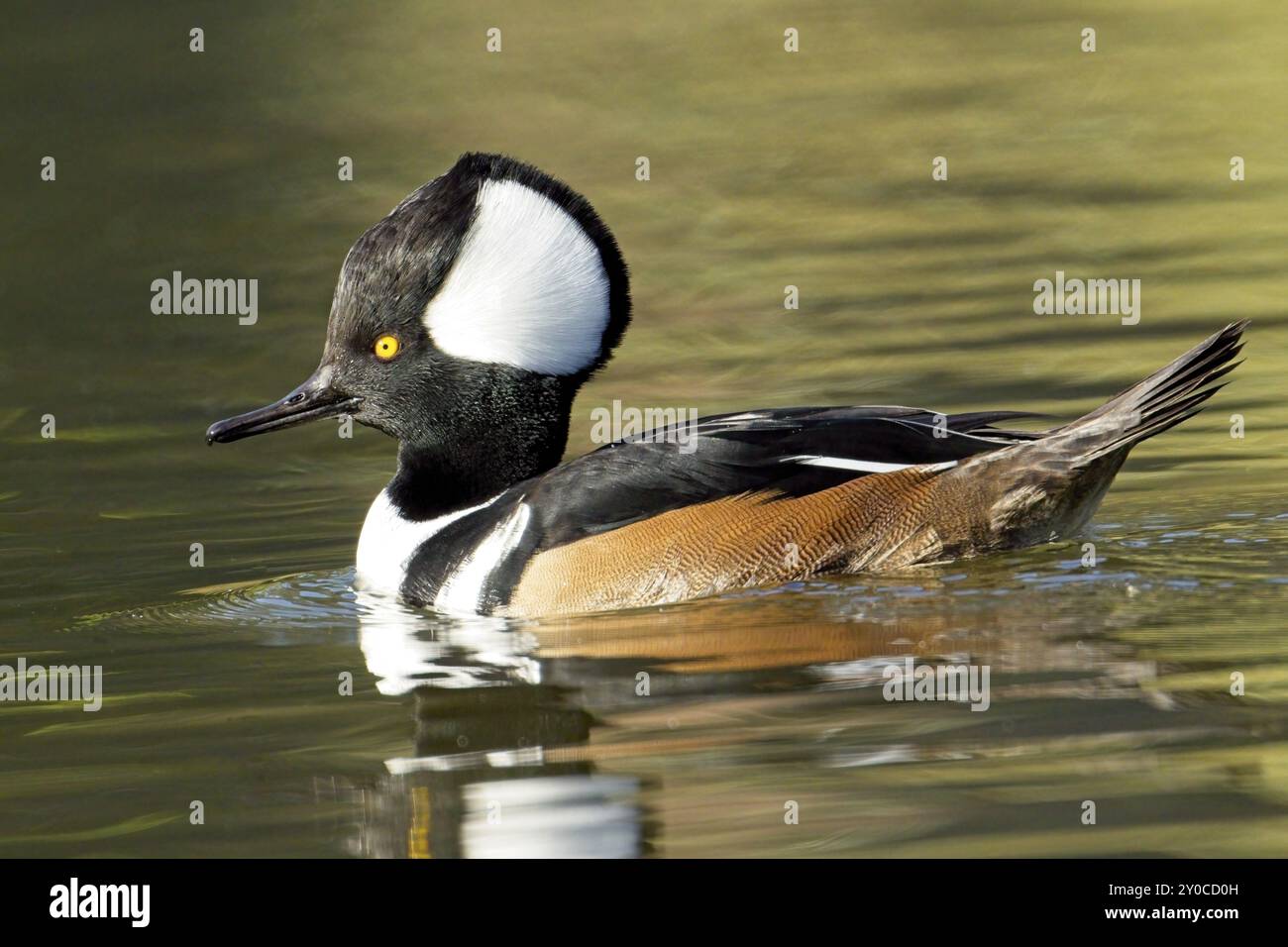 Una foto autunnale di un bellissimo merganser maschio incappucciato nuota nelle acque calme e getta il suo riflesso a Spokane, Washington Foto Stock