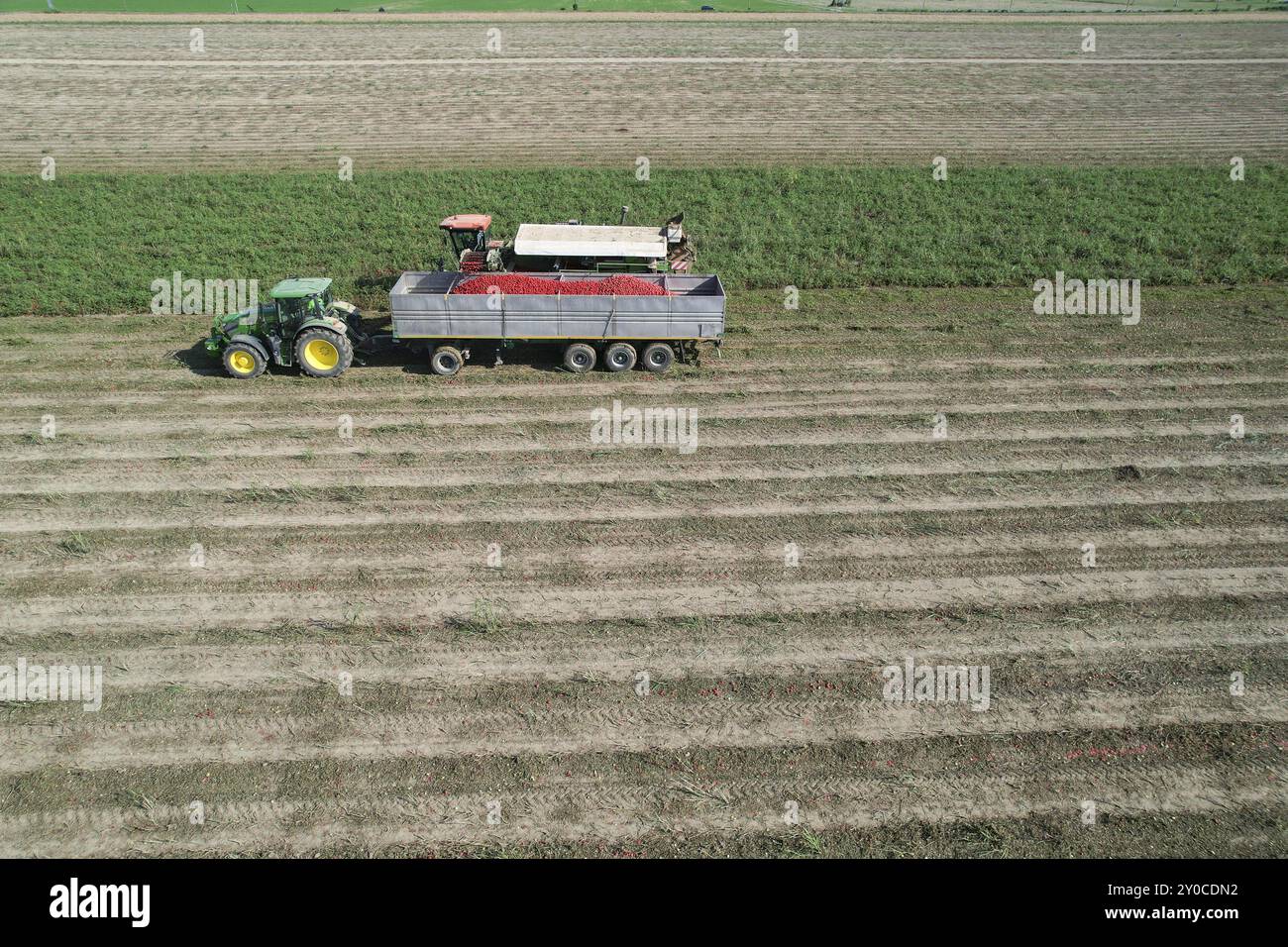 Un trattore trasporta un rimorchio ripieno di pomodori rossi in un grande campo agricolo verde nella pianura italiana Foto Stock
