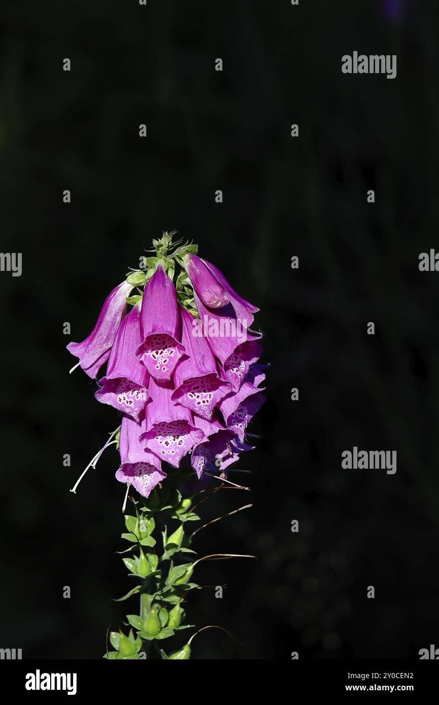 foglove comune (digitalis purpurea), fiori della famiglia delle piantane, pianta velenosa altamente tossica e letale, Wilnsdorf, Renania settentrionale-Vestfalia, germe Foto Stock