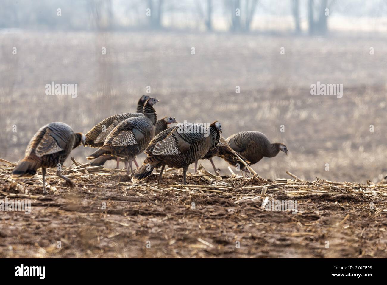 tacchino selvaggio. I tacchini selvatici maschili si esibiscono per le femmine pompando le loro piume, spalmando le loro code e trascinando le loro ali Foto Stock