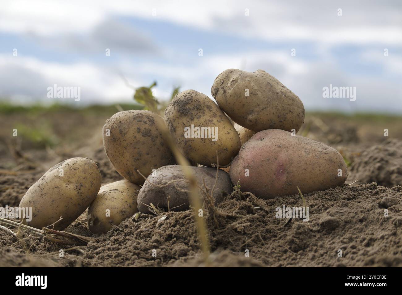 Patate appena scavate in un campo biologico di famiglia fattoria, vista a basso angolo su terra marrone ricco in un concetto di coltivazione di cibo Foto Stock