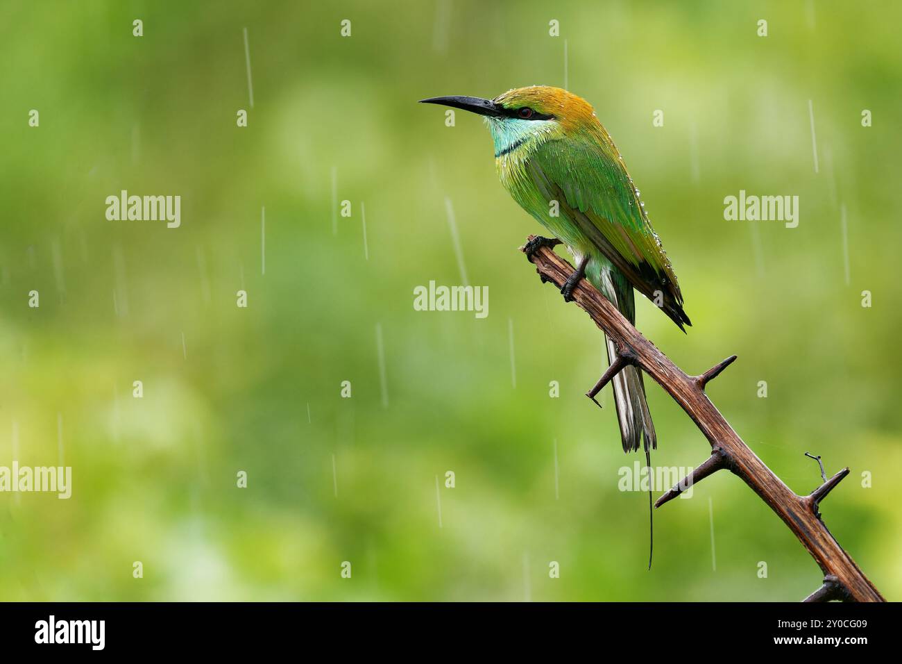 Merops orientalis, anche piccolo mangiatore di api verde asiatico, uccello in Sri Lanka ampiamente distribuito in tutta l'Asia dal sud dell'Iran ad est Foto Stock