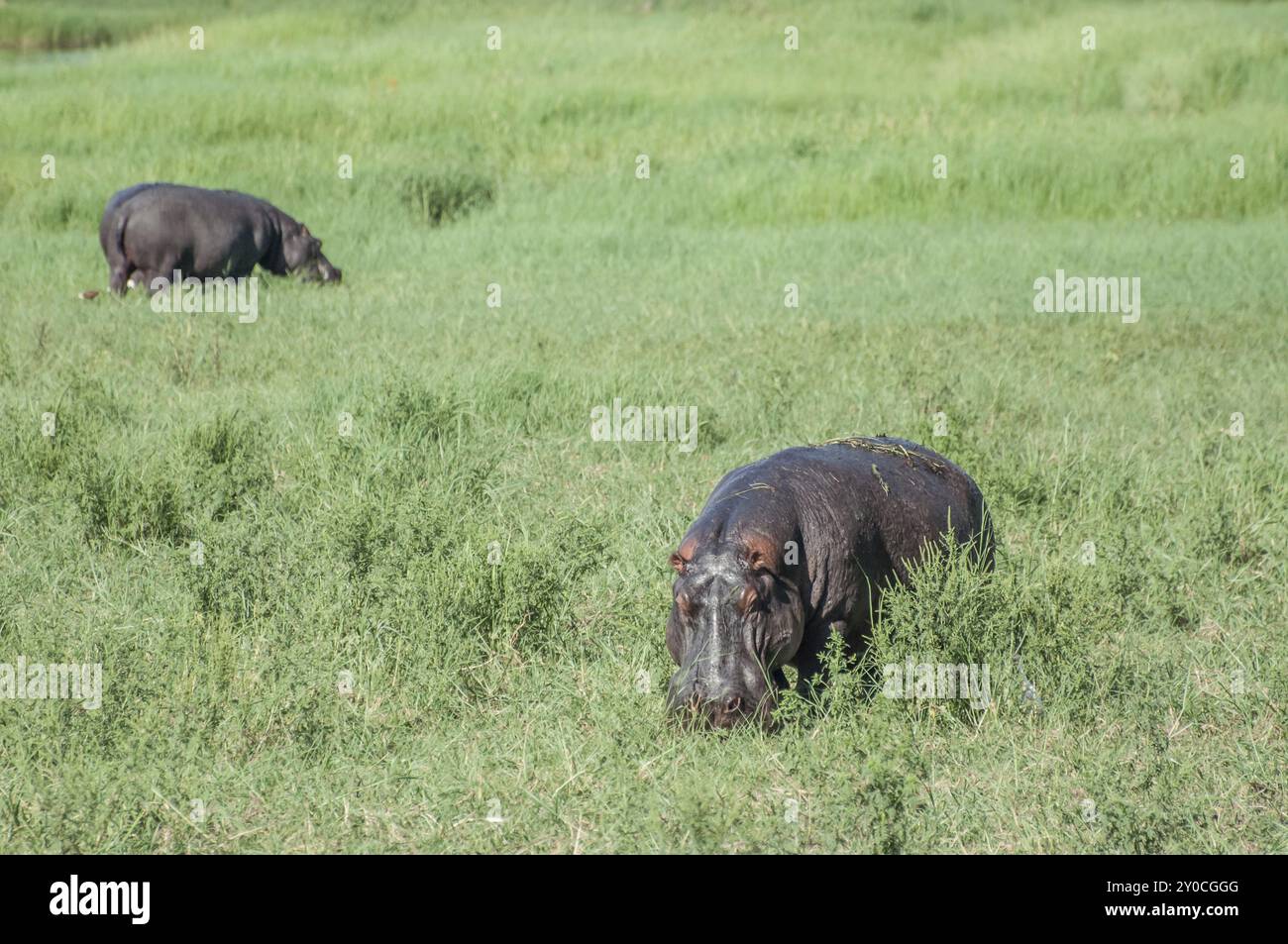 Due ippopopopotimi si ergono e pascolano in un lussureggiante campo verde durante una giornata nuvolosa nella riserva di Moremi, all'interno del Delta dell'Okavango, Botswana, Africa Foto Stock