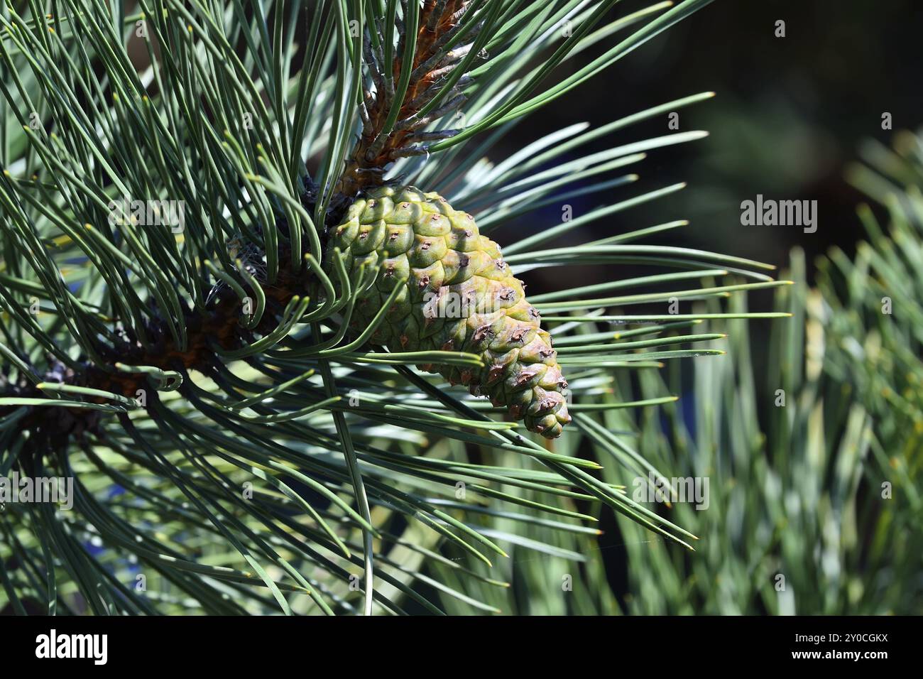 Pinus mugo (pino di montagna) . Primo piano su cono e aghi Foto Stock