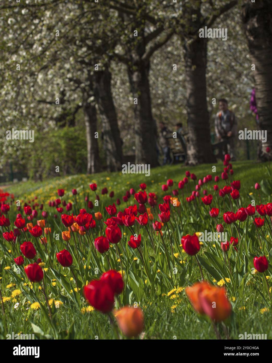 Tulipani rossi di fronte a un viale di ciliegi Foto Stock