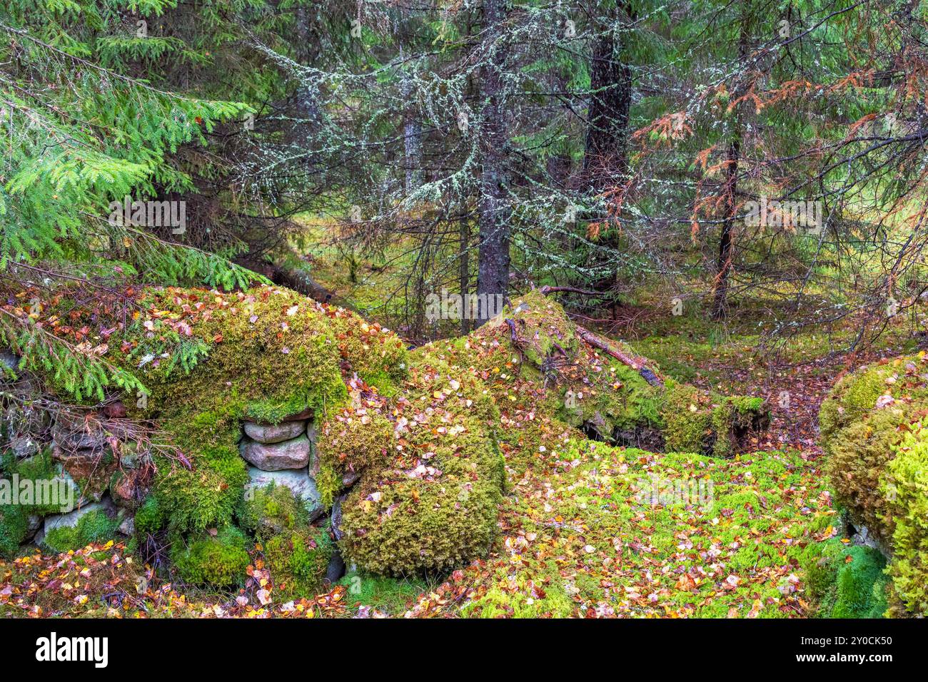 Cairn di pietra in una foresta di abeti rossi ricoperta di muschio verde Foto Stock