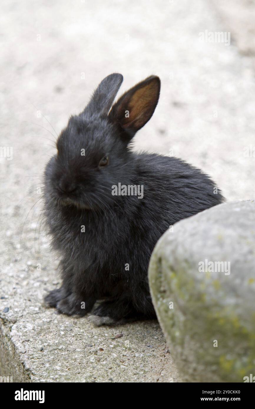 Coniglio Foto Stock