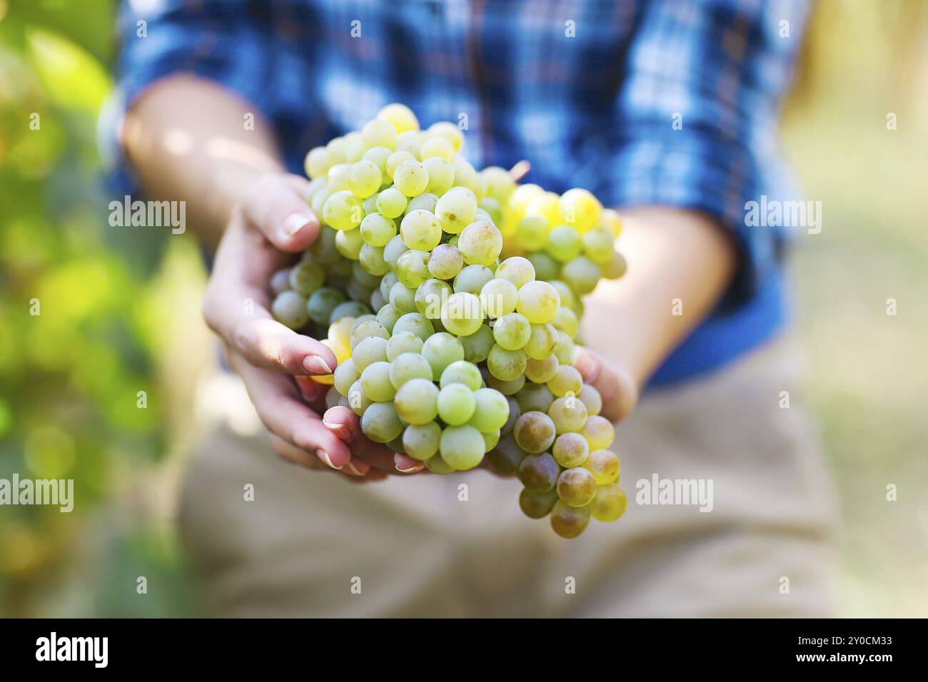 Raccolto di uve. Giovane agricoltore donna di fresco con uve raccolte. Close up Foto Stock