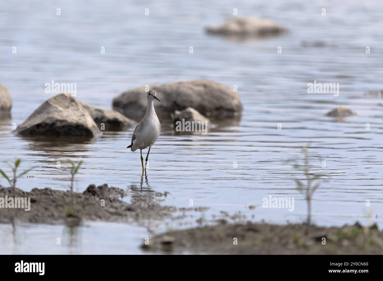 I trampolieri o gli uccelli marini si trovano comunemente a guado lungo le coste e le distese fangose per il foraggio di cibo che strisciano o scavano nel fango e nella sabbia, di solito Foto Stock