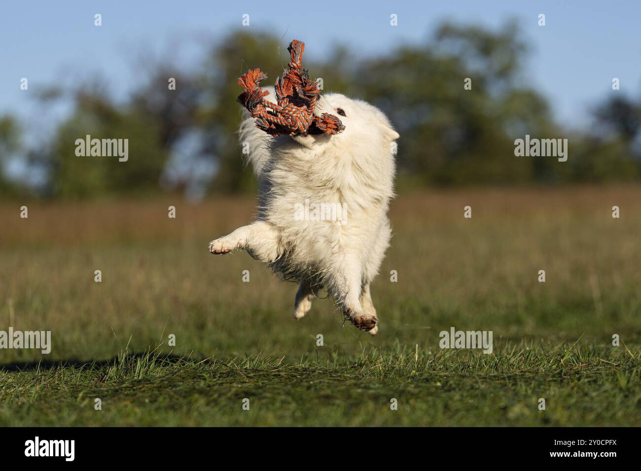 Clown animale Foto Stock