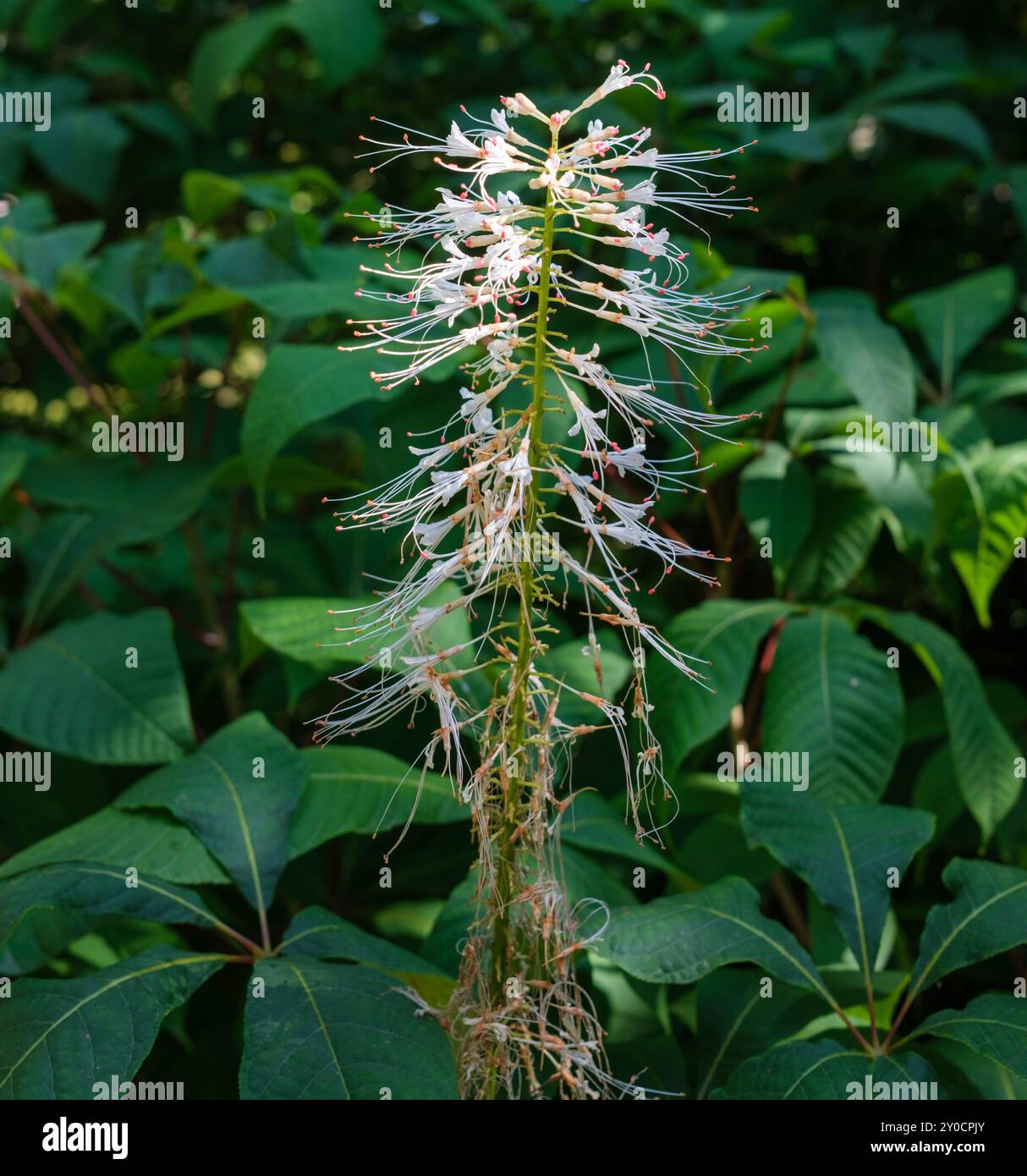 Stelo di fiori di buckeye Bottlebrush noto anche come castagno di cavallo nano e bufalo nano Foto Stock