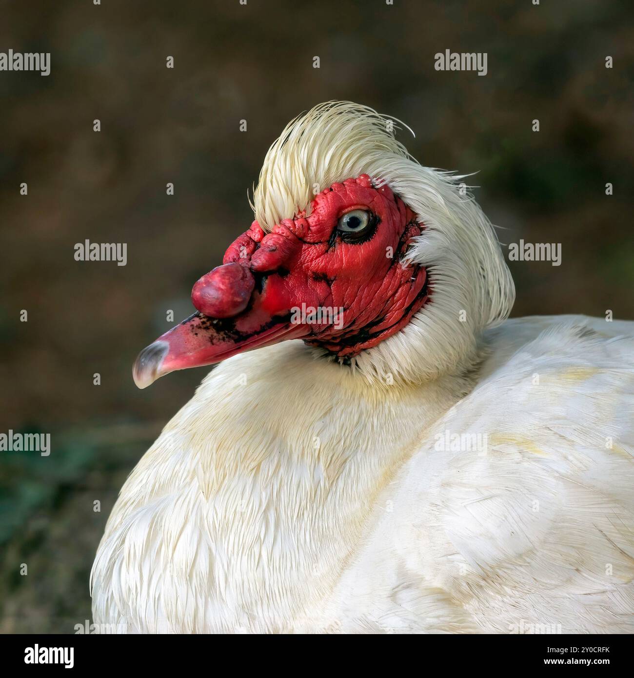 un ritratto ravvicinato della testa di un'anatra muscolosa, cairnina moschata. Ha piume bianche e una faccia rossa. Nessuna persona e spazio per la copia di testo Foto Stock