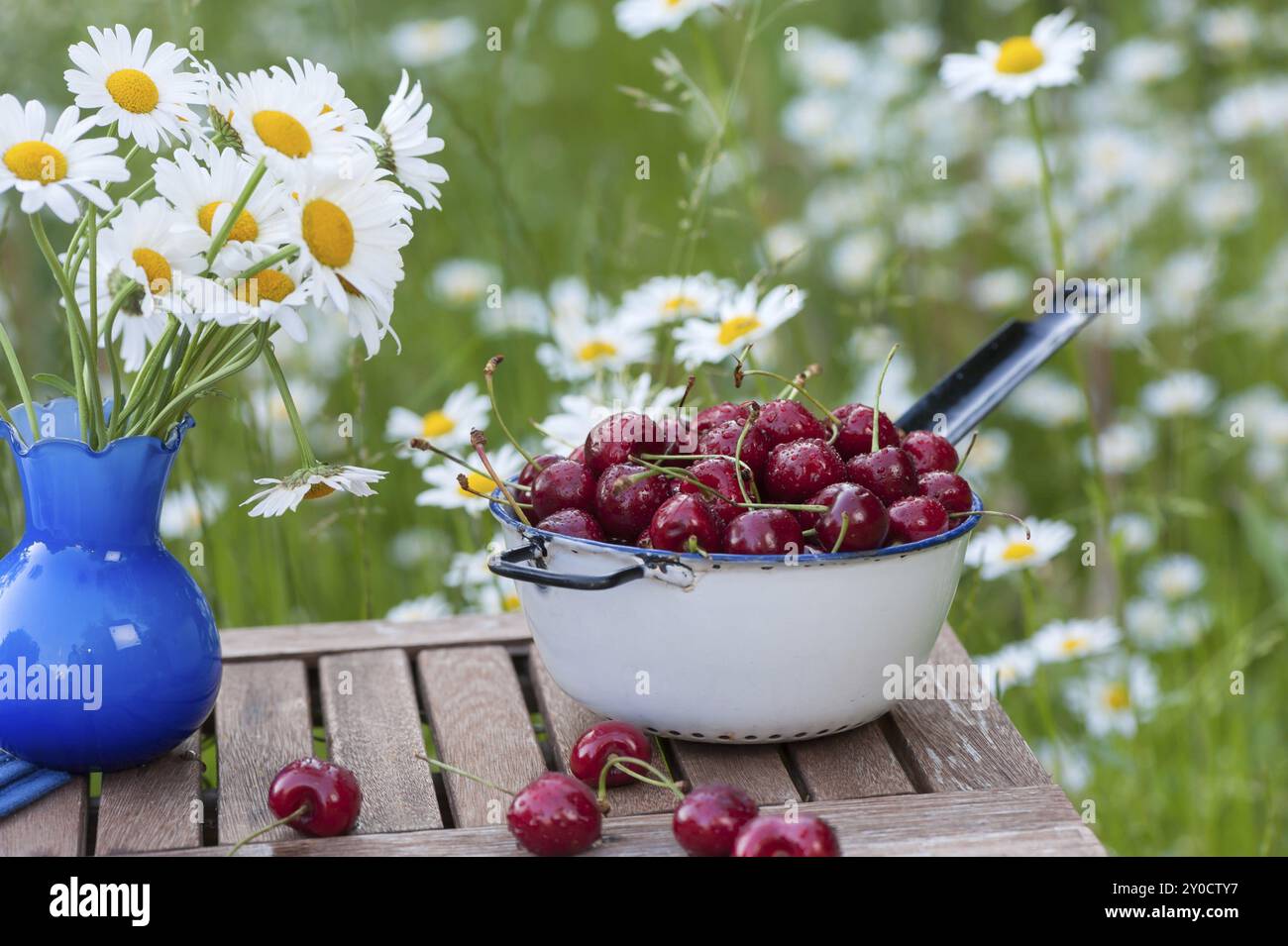 Bellissimo setaccio da cucina o colino vecchio ripieno di ciliegie dolci appena risciacquate del nostro raccolto. Il colino si erge su un tavolo da giardino con un b Foto Stock