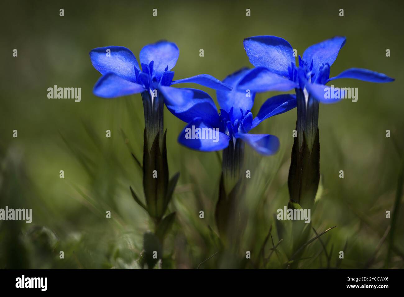 La molla la genziana (Gentiana verna) Foto Stock