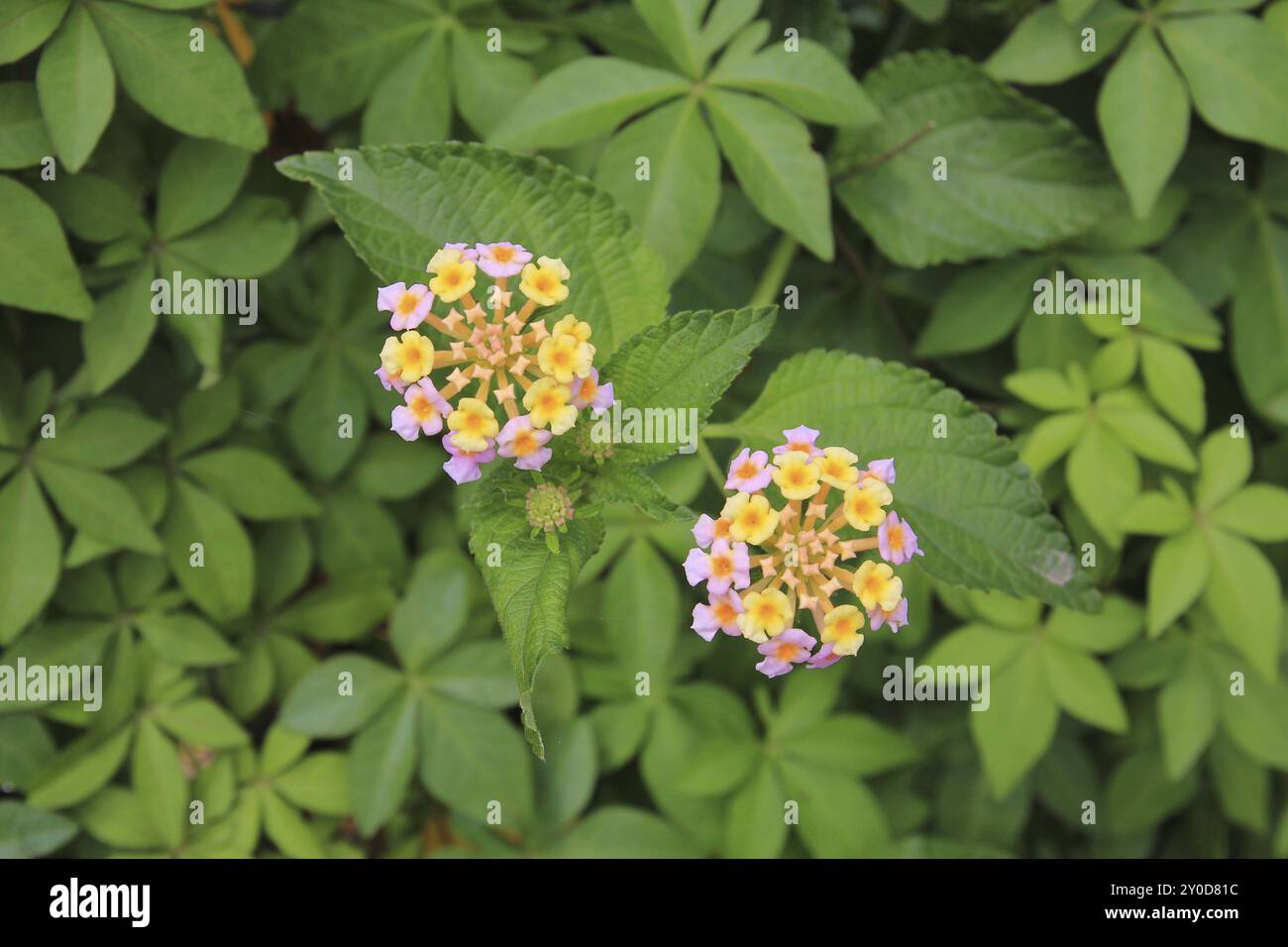 Lantana camara, colorato fiore selvatico che cresce in Nepal Foto Stock