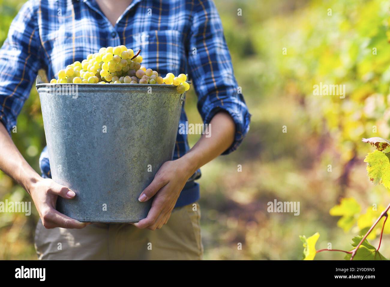 Raccolto di uve. Giovane agricoltore donna di fresco con uve raccolte. Close up Foto Stock