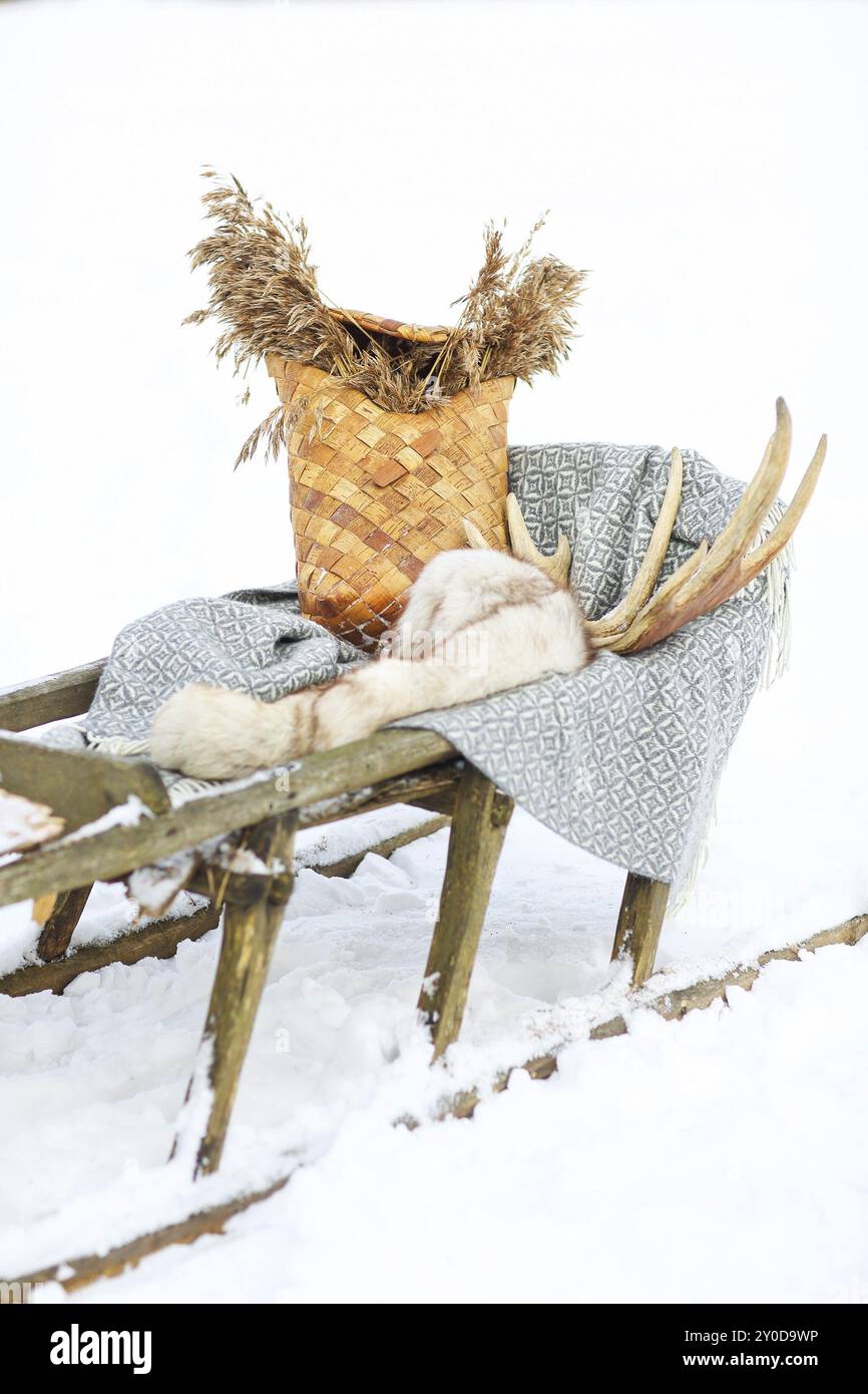 Vecchi cani da slitta nella tundra con decorazione Foto Stock