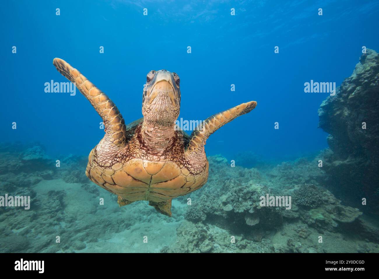 Una tartaruga marina verde, Chelonia mydas, una specie in via di estinzione, al largo di Maui, Hawaii. Foto Stock