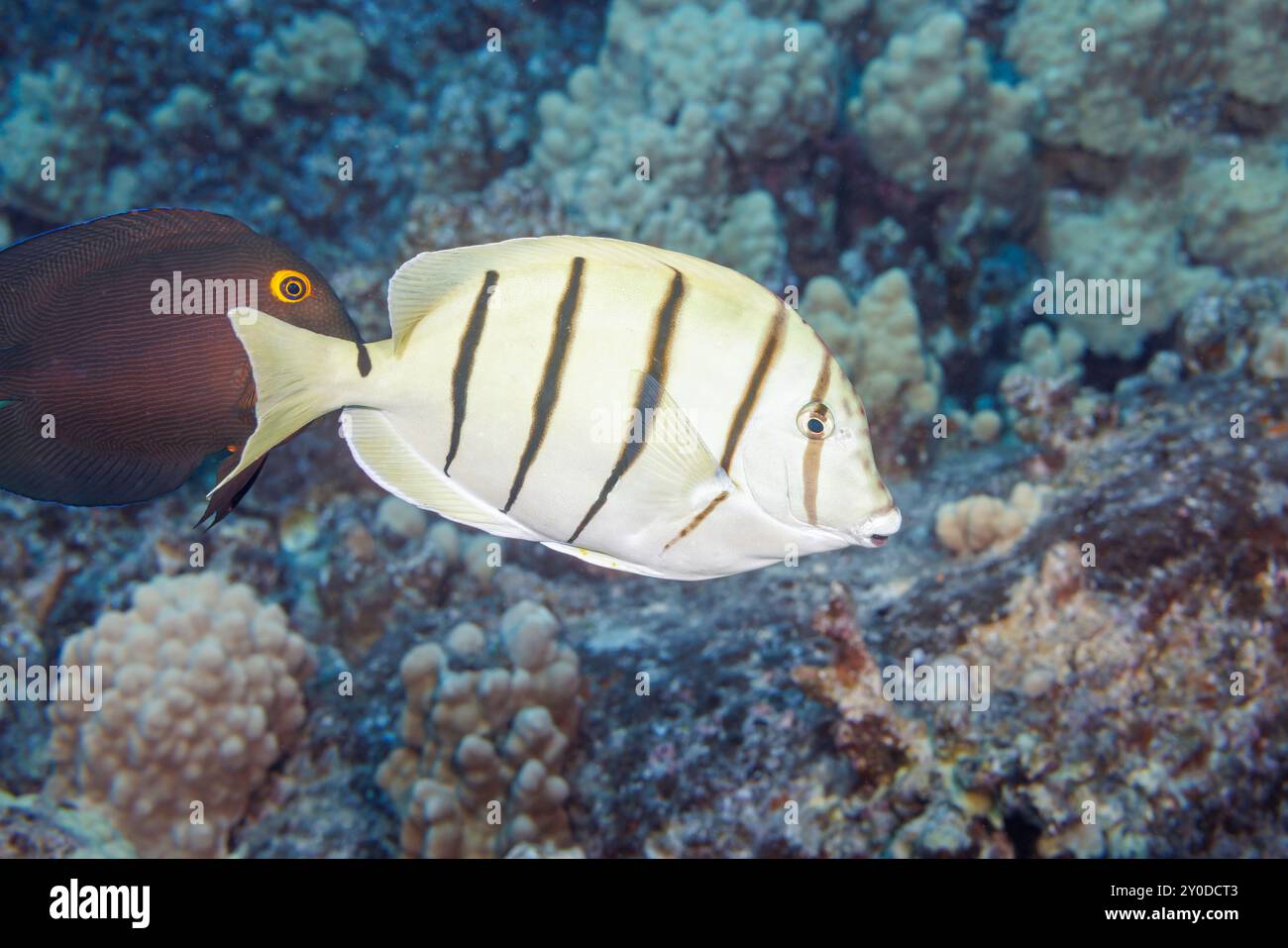 Il pesce chirurgo detenuto, Acanthurus triostegus, è noto anche come Penn Tops, Hawaii. Foto Stock