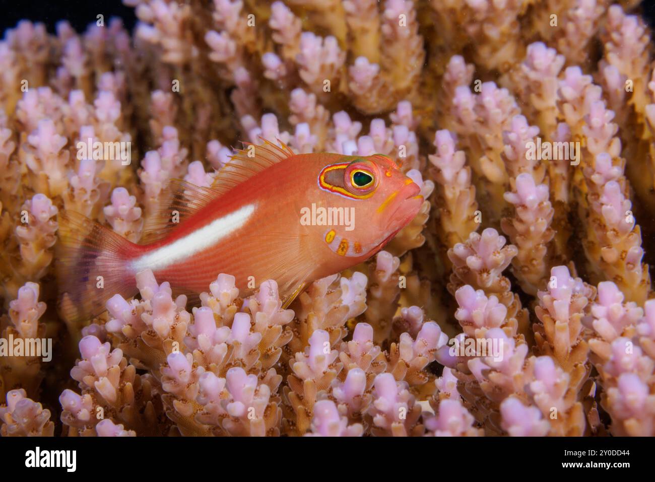 L'arco-eye hawkfish, Paracirrhites arcatus, sono mangiatori vorace e cenare sulla preda più grande quando ottenibile. Yap, Micronesia. Foto Stock
