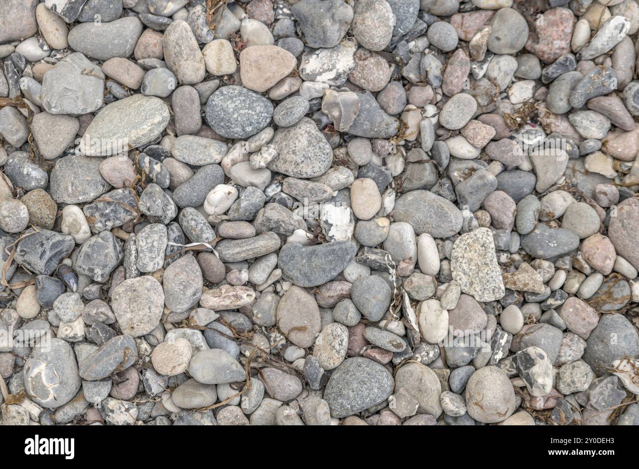 Ciottoli grigi sulla riva del mare con alghe essiccate e depositi di alghe come sfondo Foto Stock