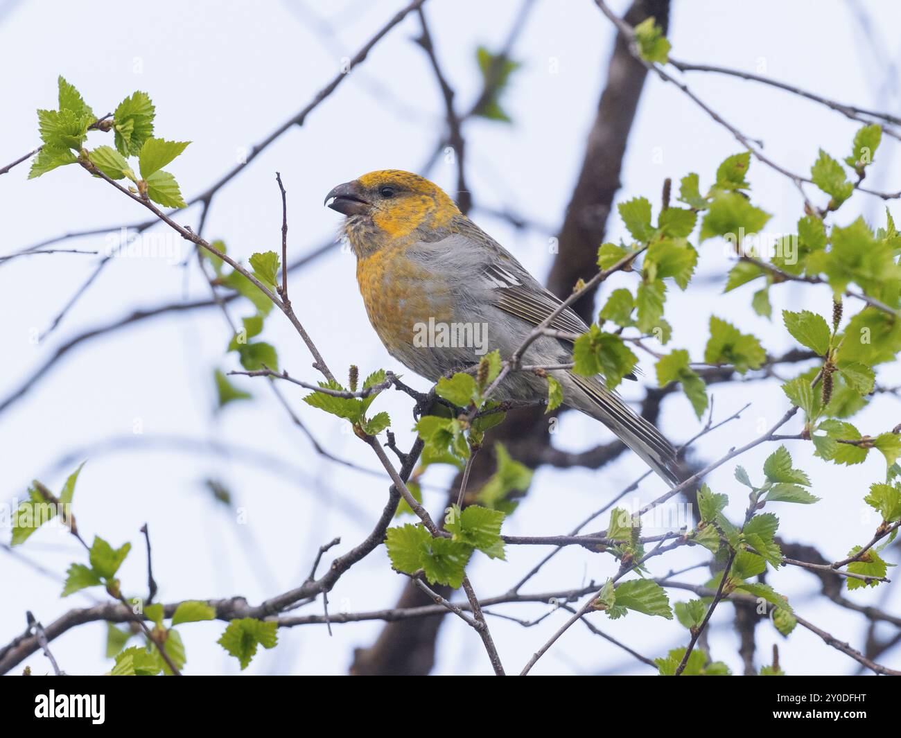 Pine Grosbeak (enucleatore Pinicola), femmina adulta, arroccata sul ramo della betulla, maggio, Lapponia finlandese Foto Stock