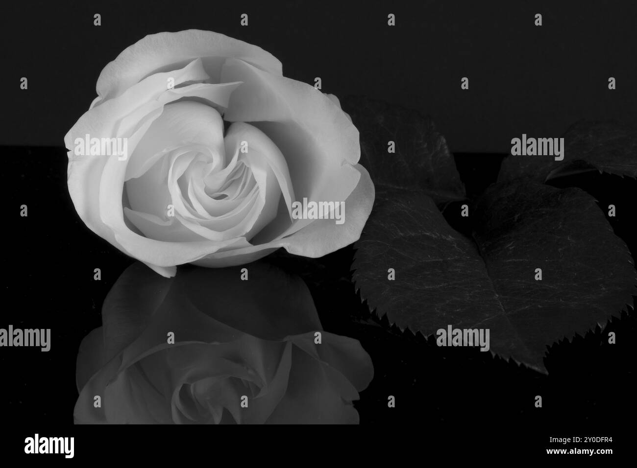 Rosa bianca su lastra di vetro nera Foto Stock