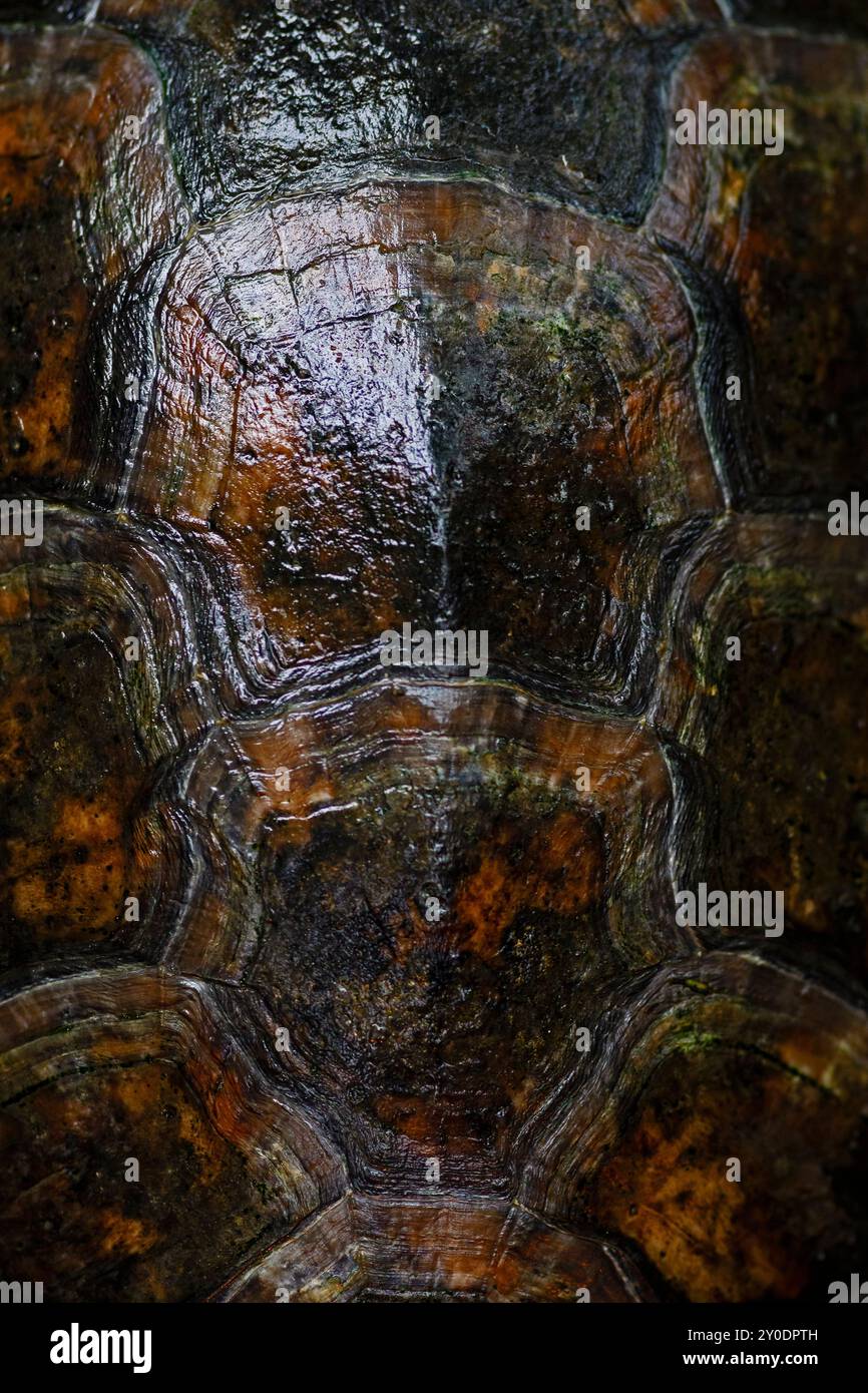 Tartaruga amazzonica maculata gialla - Podocnemis unifilis, conchiglia di tartaruga d'acqua dolce unica nativa dei fiumi Amazon e Orinoko in Sud America, Brasile. Foto Stock