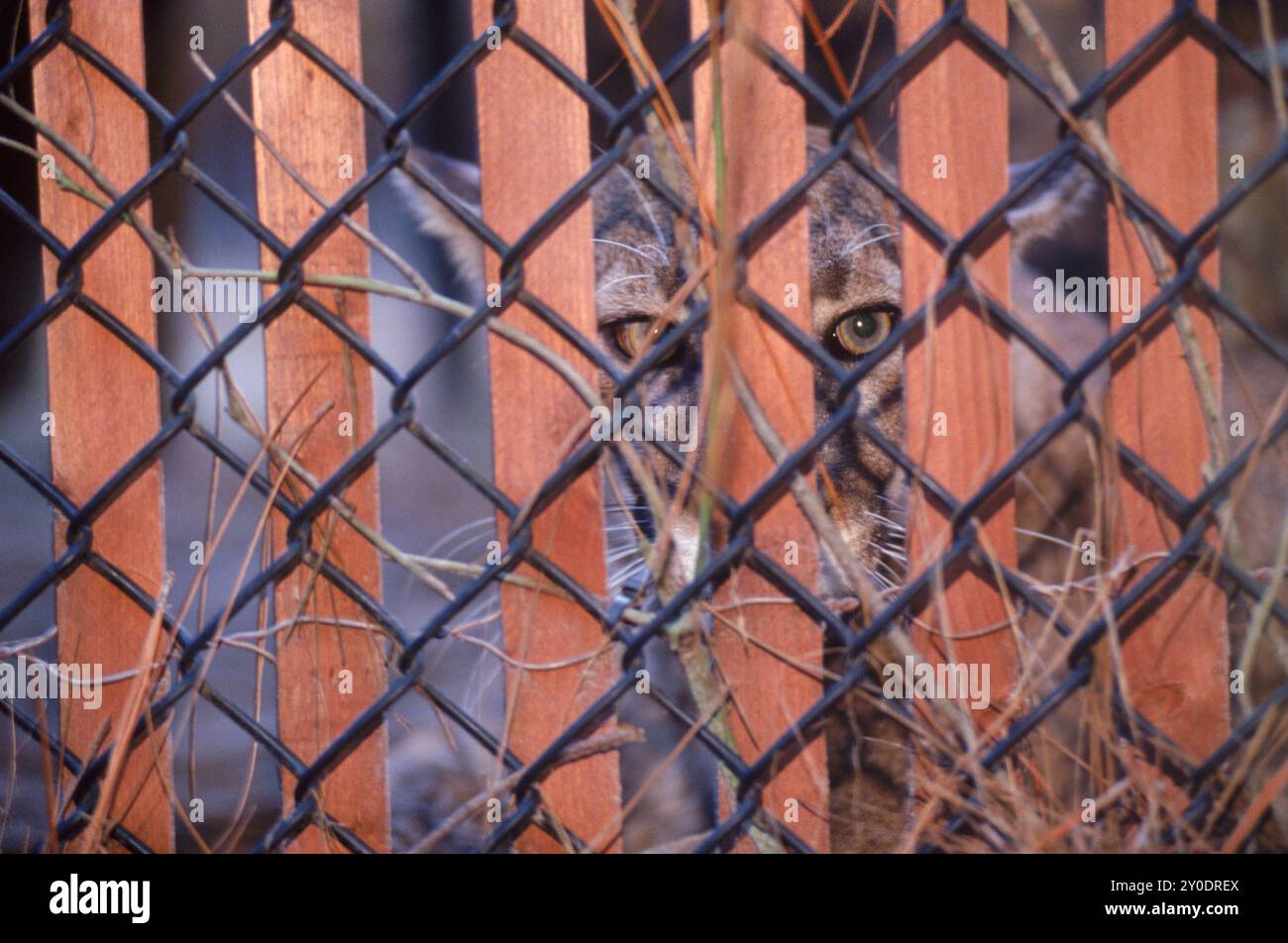 Pantera della Florida Foto Stock