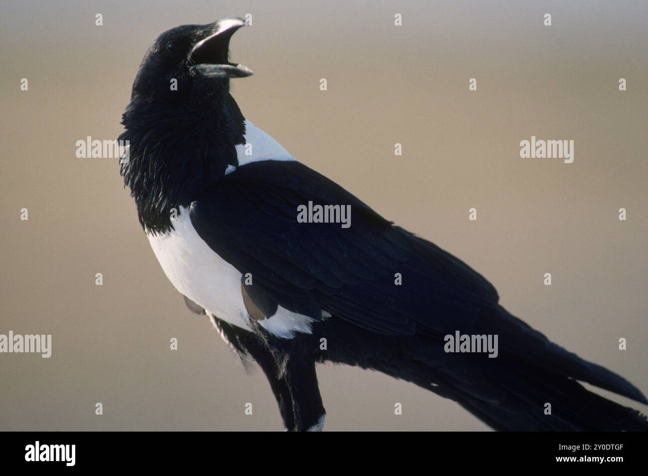 Pied Crow. Parco nazionale di Etosha, Namibia. Africa. Foto Stock