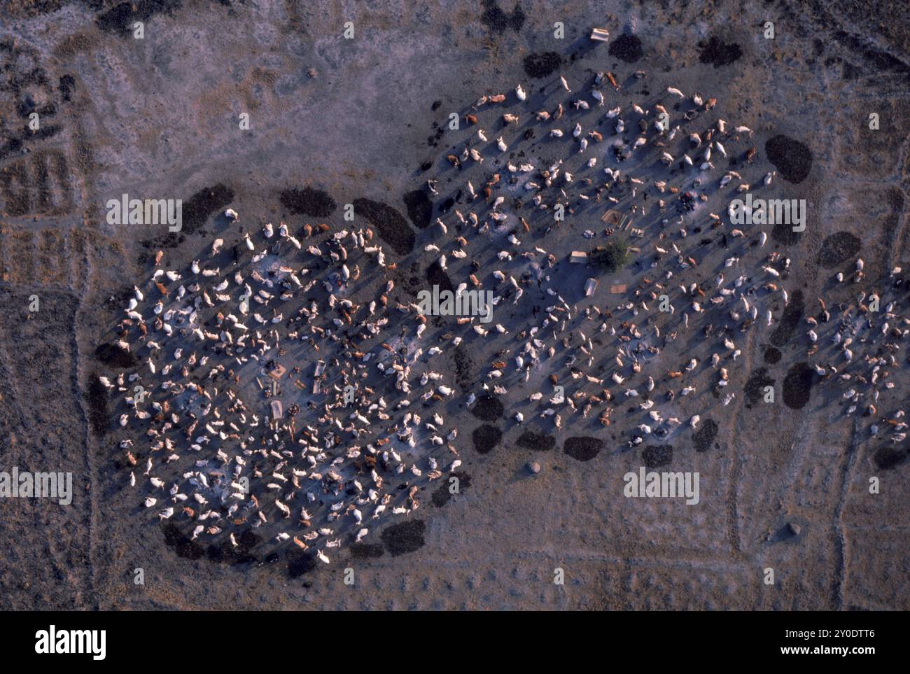 Vista aerea del bestiame, Sudan. Foto Stock