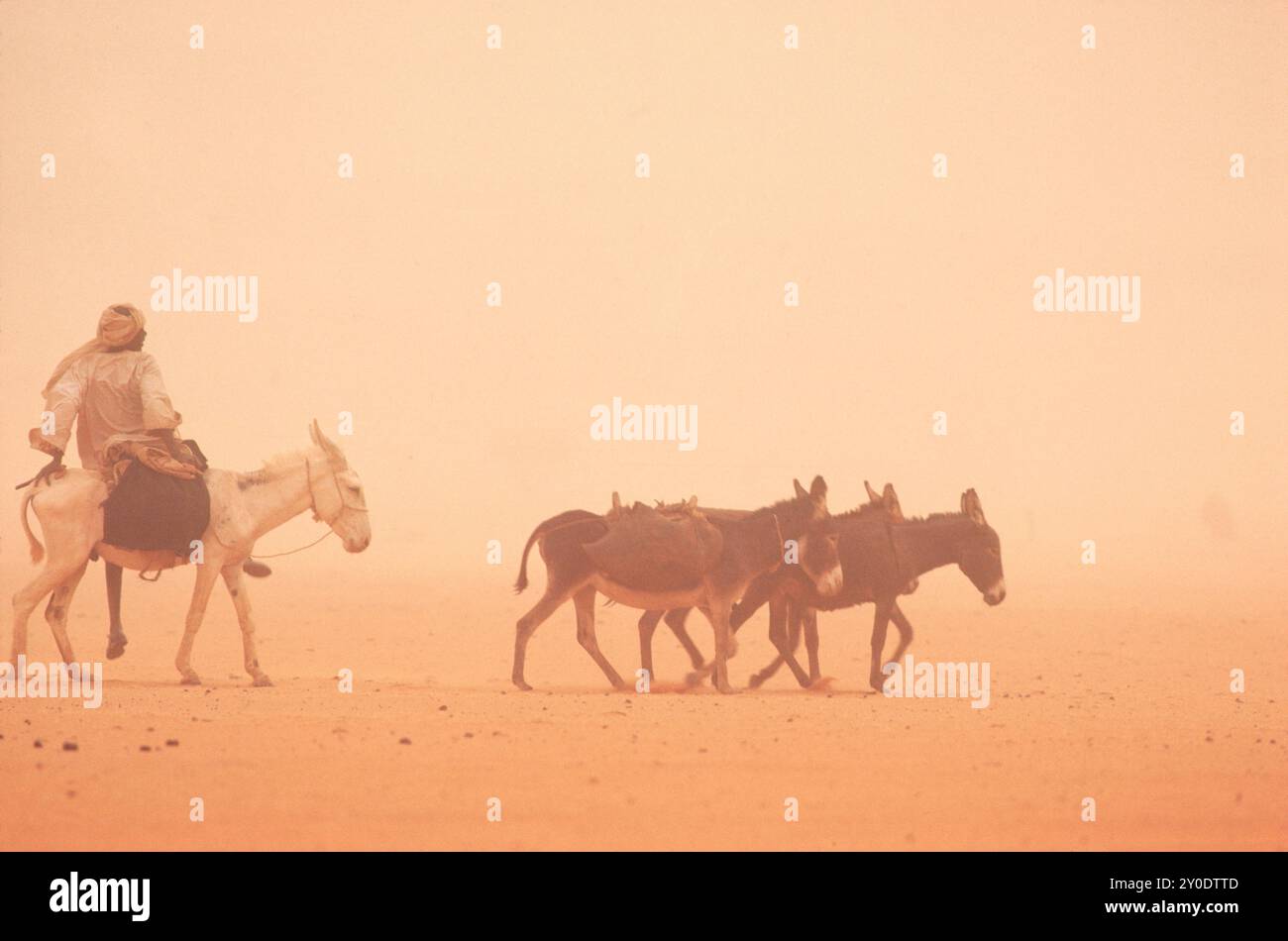Un cavaliere d'asino e delle ciambelle si fanno strada attraverso una tempesta di sabbia, Kordofon, Sudan. Foto Stock