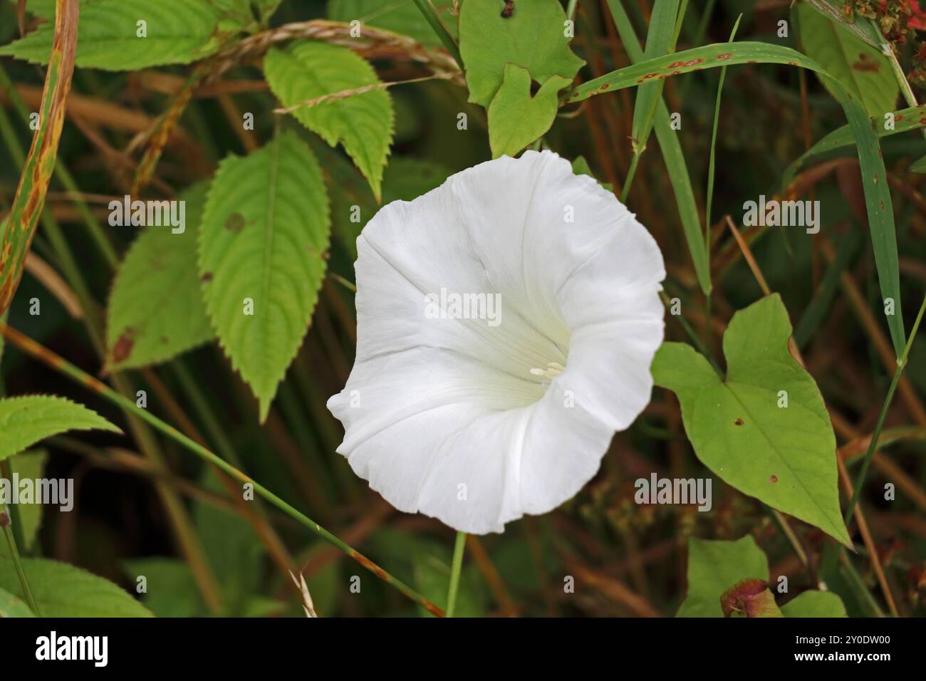 Fiore bianco di Convolvolo Foto Stock
