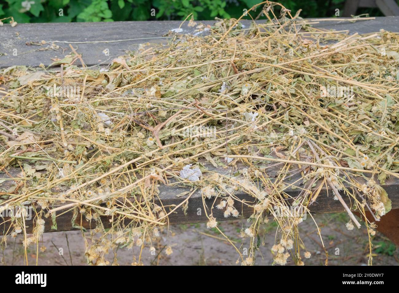 Erba selvatica. L'erba secca si asciuga su un tavolo di legno. Delicata composizione floreale di fiori selvatici secchi. Sistemazione in agriturismo. Foto Stock