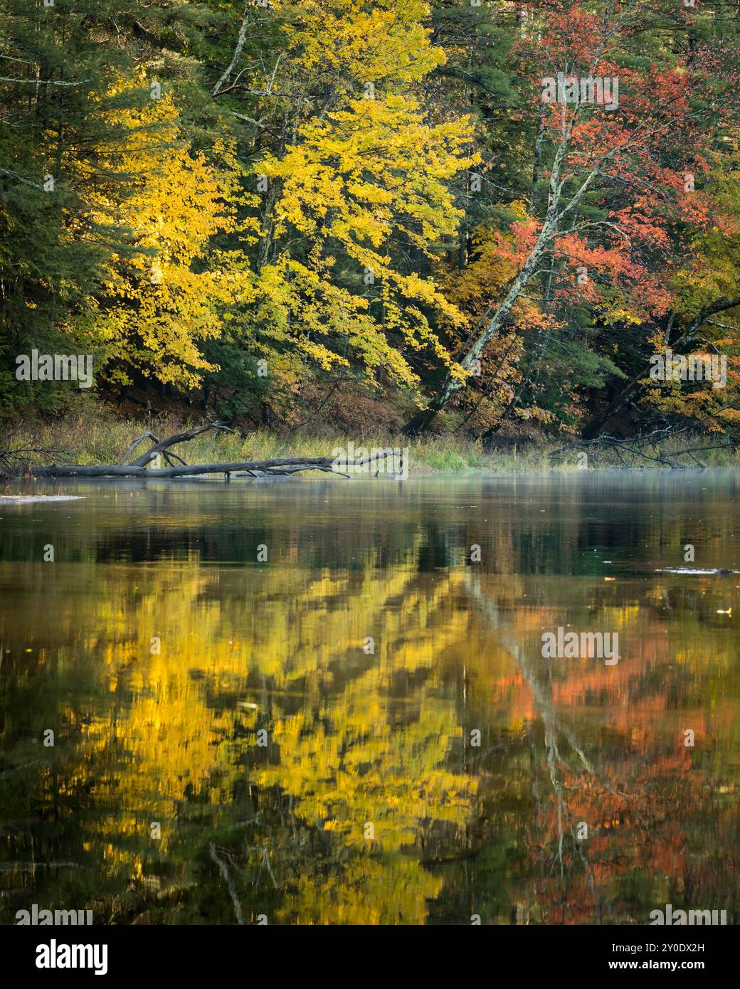 Gli aceri autunnali si riflettevano sul fiume Ashuelot nel New Hampshire Foto Stock