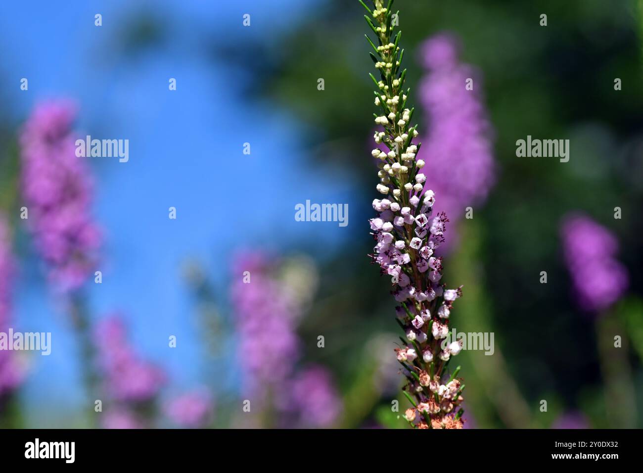 Infiorescenze della brughiera (Erica vagans) Foto Stock