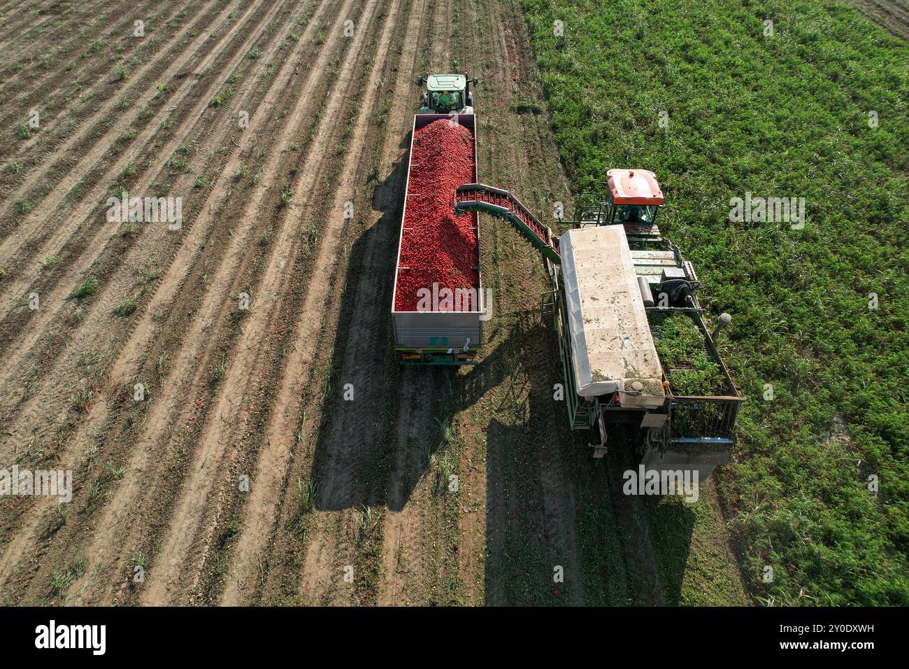 Mietitrebbiatrice che carica un dumper con pomodori appena raccolti Foto Stock