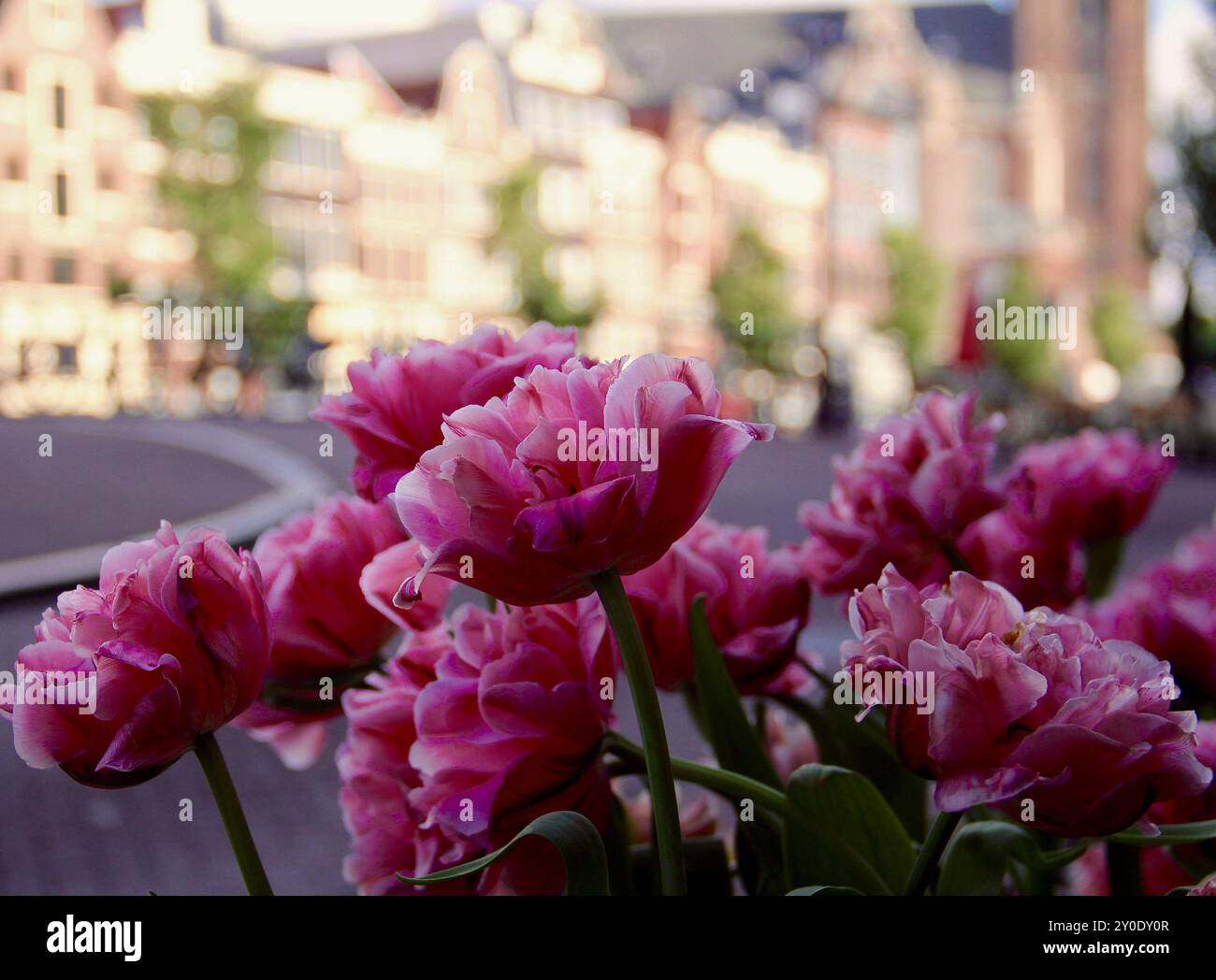 I tulipani colorati fioriscono in una vivace piazza urbana in primavera Foto Stock