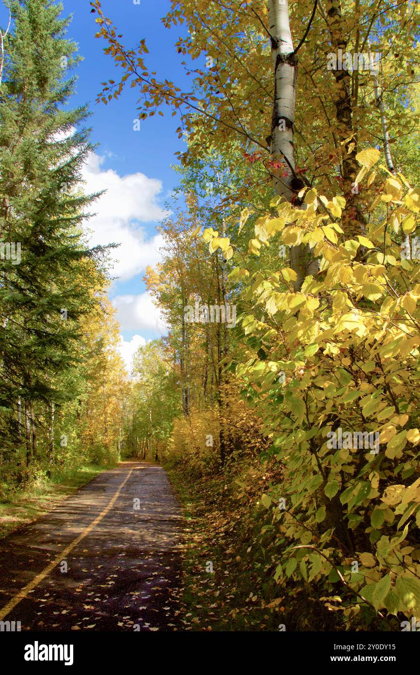 Un percorso panoramico autunnale fiancheggiato da foglie gialle vibranti e alberi lussureggianti Foto Stock