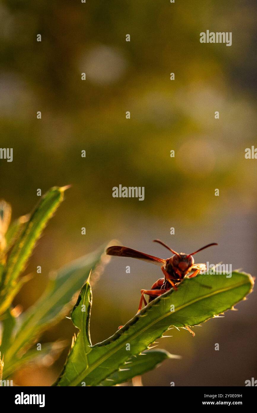 Una vespa seduta su un'erba al tramonto Foto Stock
