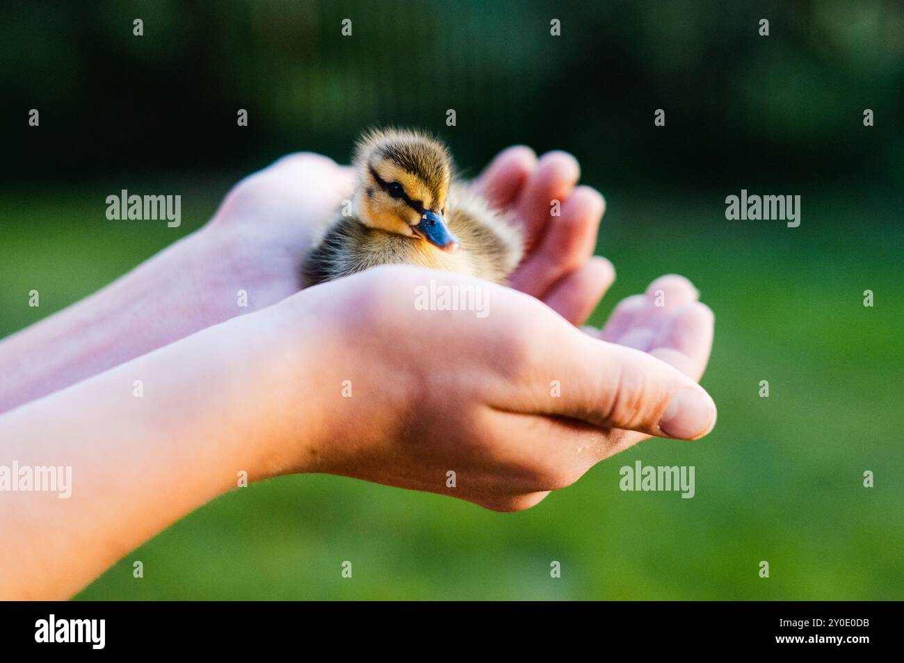 Mani delicate che cullano una piccola anatra con morbide piume gialle. Foto Stock